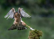 MARK ELLIS - Sparrow Hawk Grab